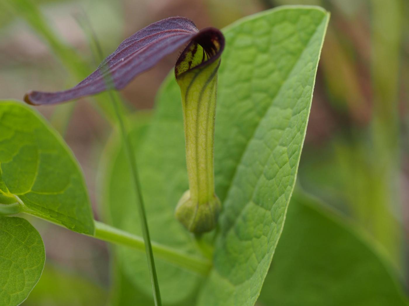 Smearwort flower